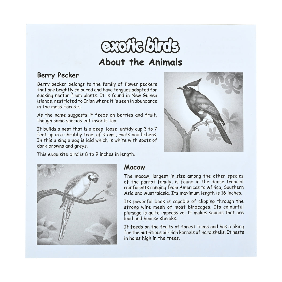 Exotic Birds 4 Puzzles in 1 (12, 16, 20, 24 Pieces)